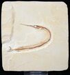 Rhynchodercetis “Needle Fish” Fossil - Morocco #16070-1